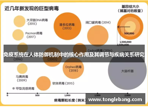 免疫系统在人体防御机制中的核心作用及其调节与疾病关系研究