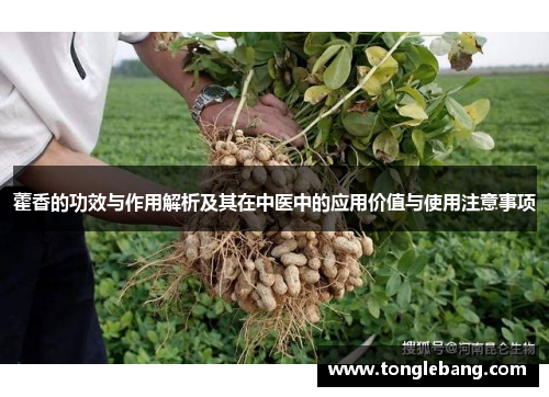 藿香的功效与作用解析及其在中医中的应用价值与使用注意事项